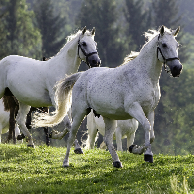 Angebot Spengerwirt: Almabtrieb der Lipizzaner-Pferde | © TV Lipizzanerheimat | M. Rzepa, A. Sarti