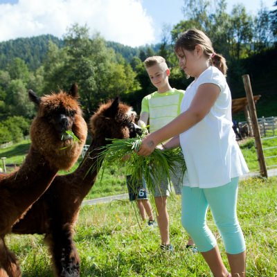 Angebot Spengerwirt: Lamatrekking Tour | © Gasthof Spengerwirt