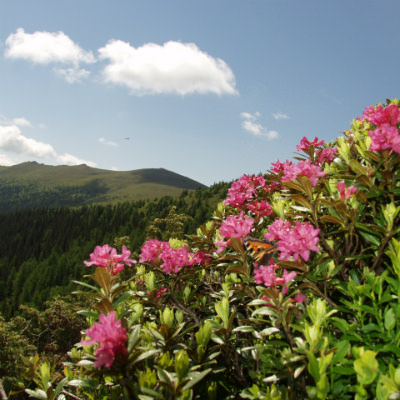 Angebot Spengerwirt: Wanderlust & See(n)sucht |© Steirische Rucksackdörfer