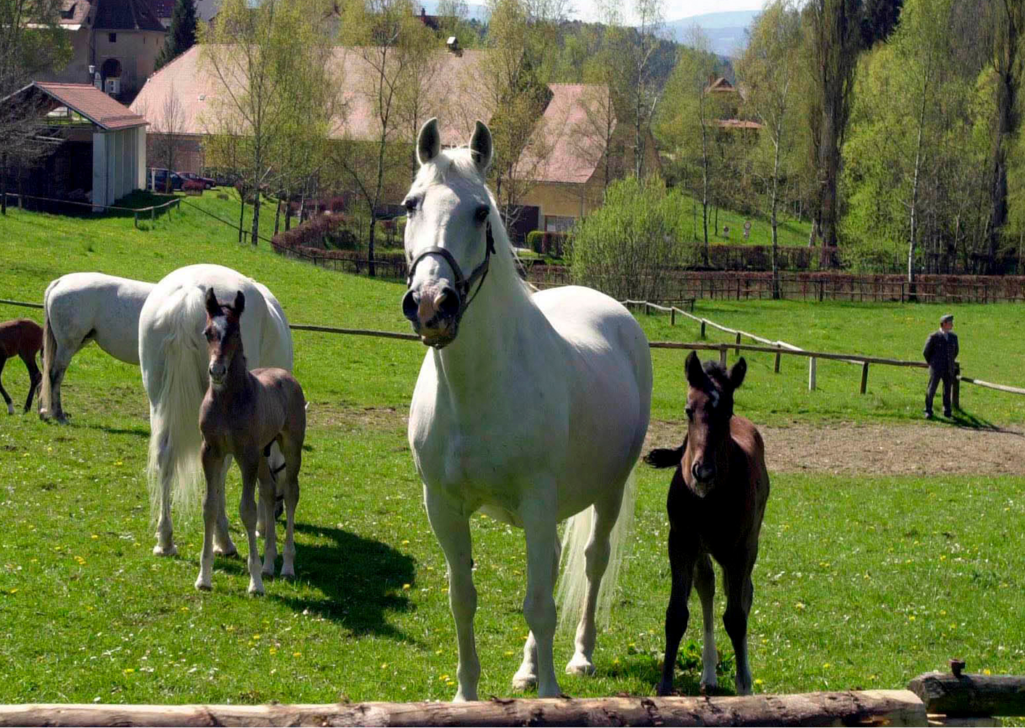 Lipizzanergestüt Piber